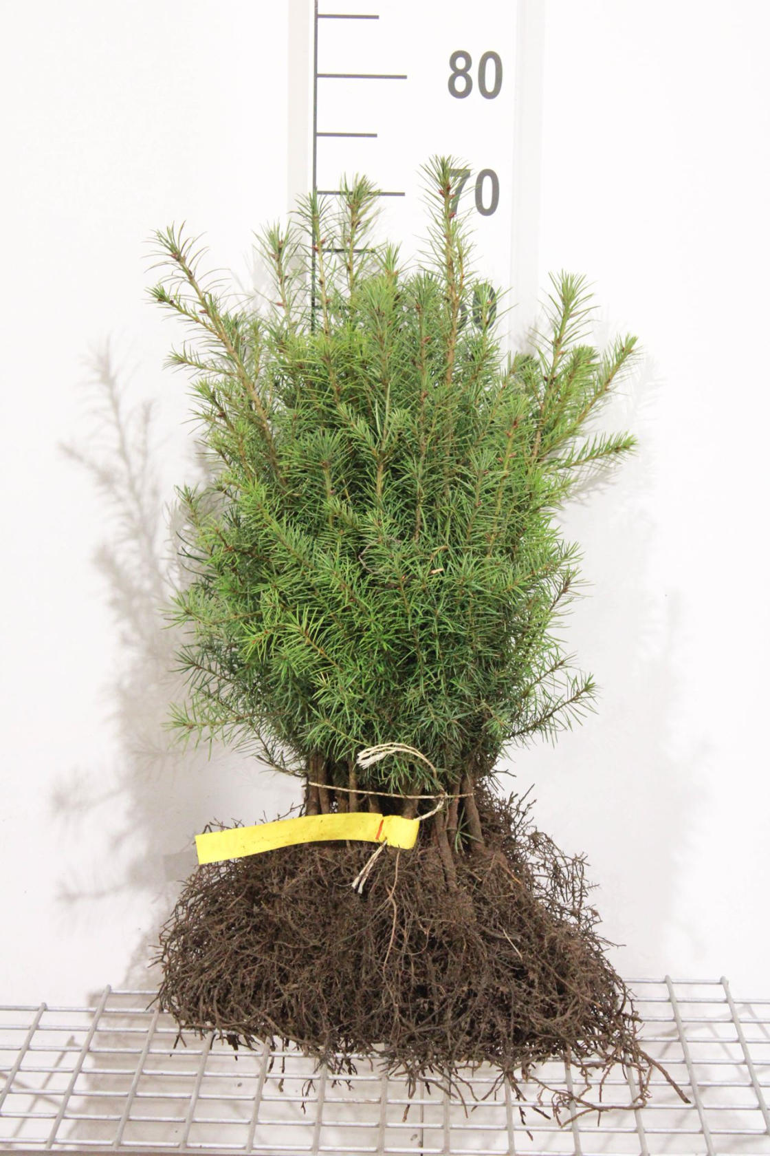 Pseudotsuga menziesii - bare root - 40-60 cm