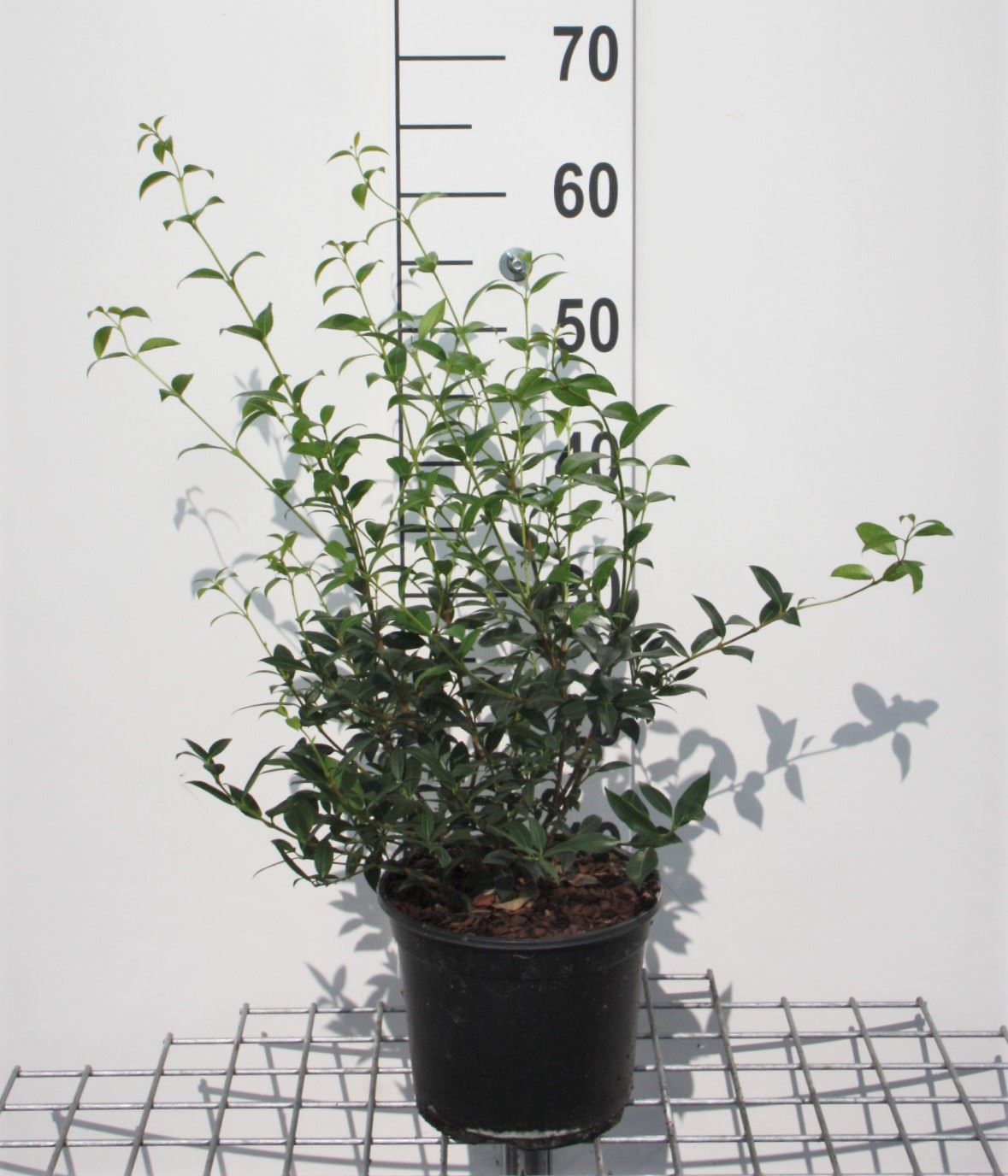 Osmanthus x burkwoodii - pot 3L - 40-60 cm - bush