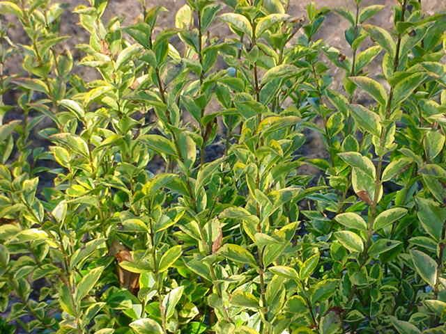 Plantenfiche-Ligustrum-ovalifolium-Aureum-