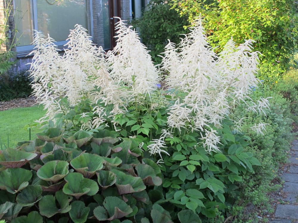 Plantenfiche-Aruncus-dioicus