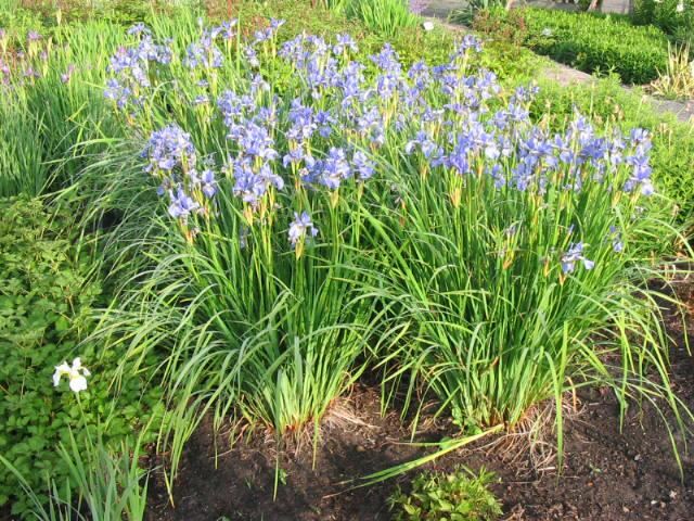 Plantenfiche-Iris-sibirica-Silver-Edge-