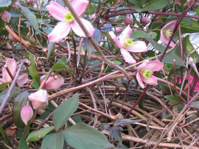 Plantenfiche-Clematis-Fragrant-Spring-