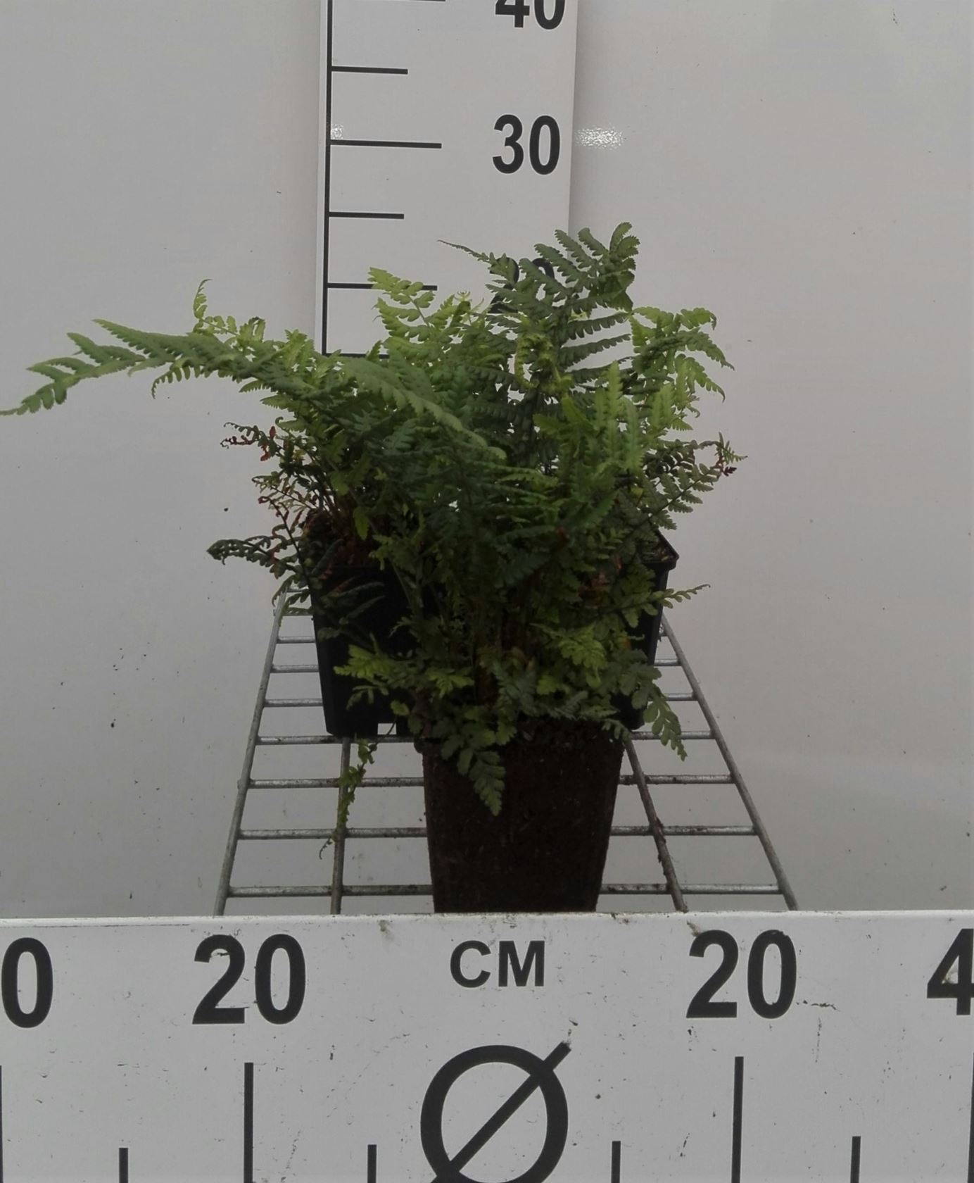 Dryopteris affinis - pot 9x9 cm