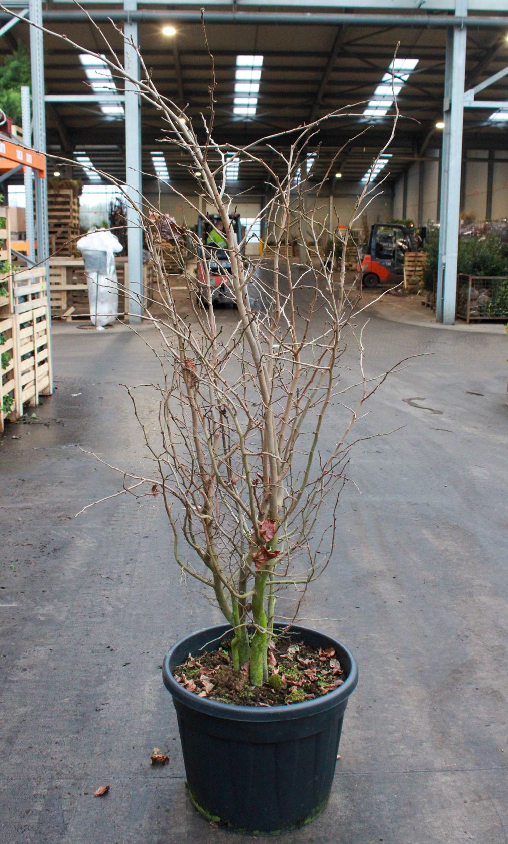 Parrotia persica - pot 70L - 150-175 cm - multi-trunk