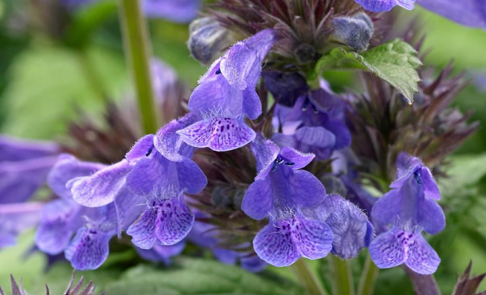 Plantenfiche-Nepeta-Bokratune-