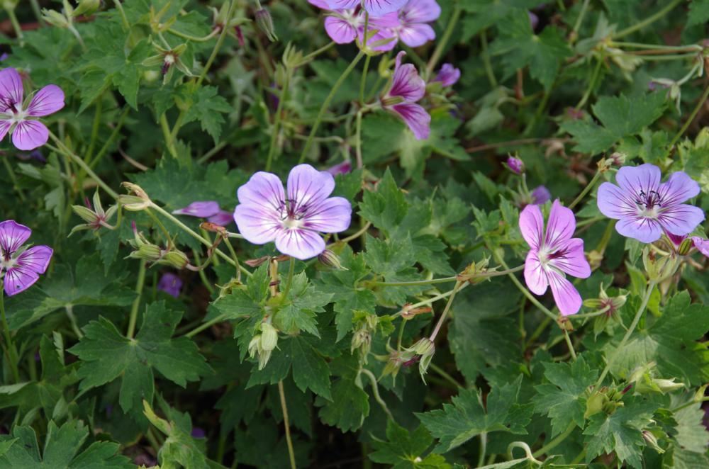 Plantenfiche-Geranium-Noorthava-Havana-Blue-
