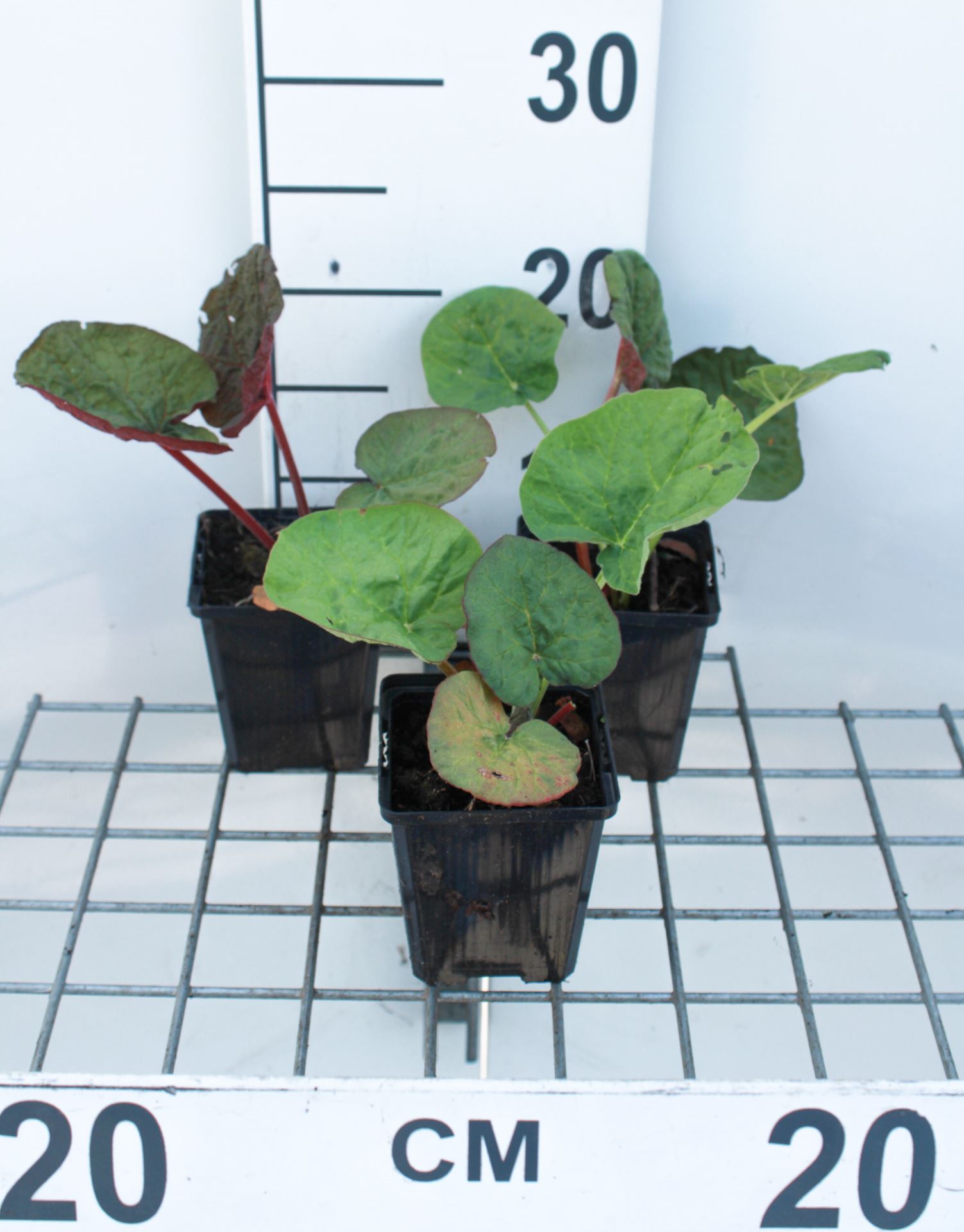 Rheum palmatum var. tanguticum - pot 9x9 cm