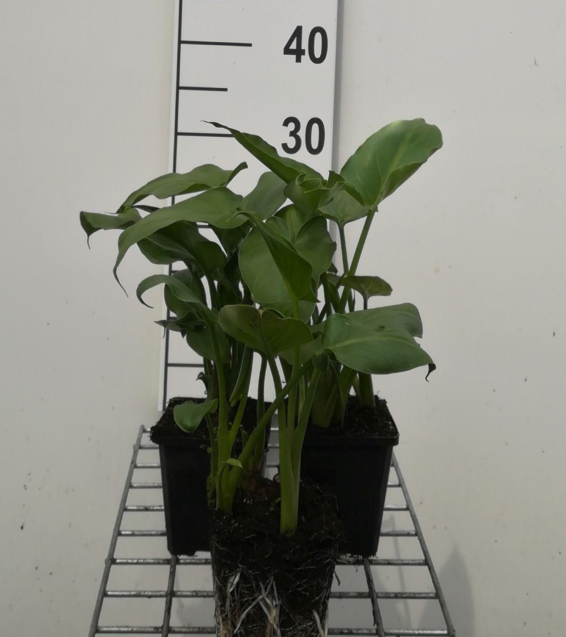 Zantedeschia aethiopica - pot 9x9 cm
