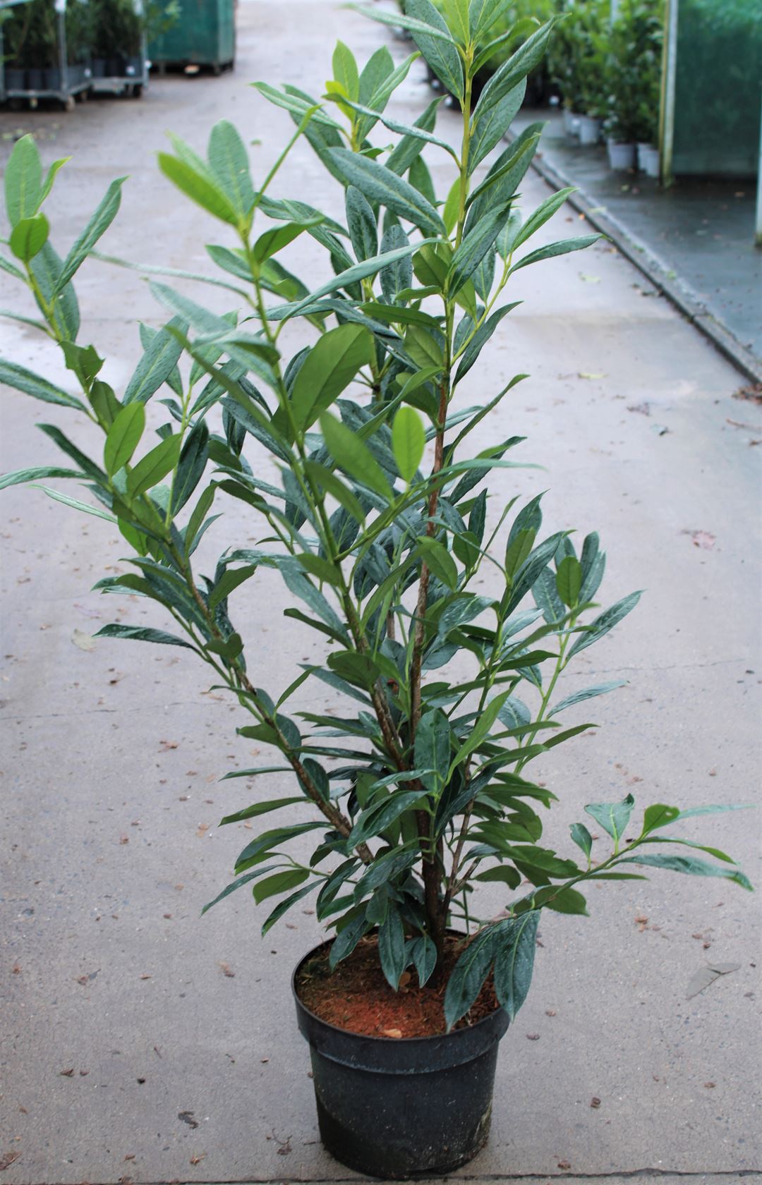 Prunus laurocerasus 'Caucasica' - pot 7,5L - 80-100 cm