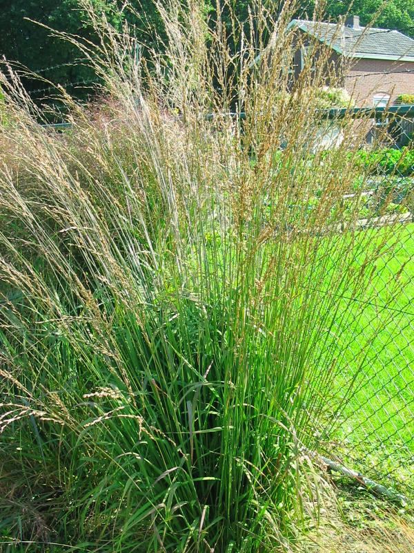 Plantenfiche-Molinia-arundinacea