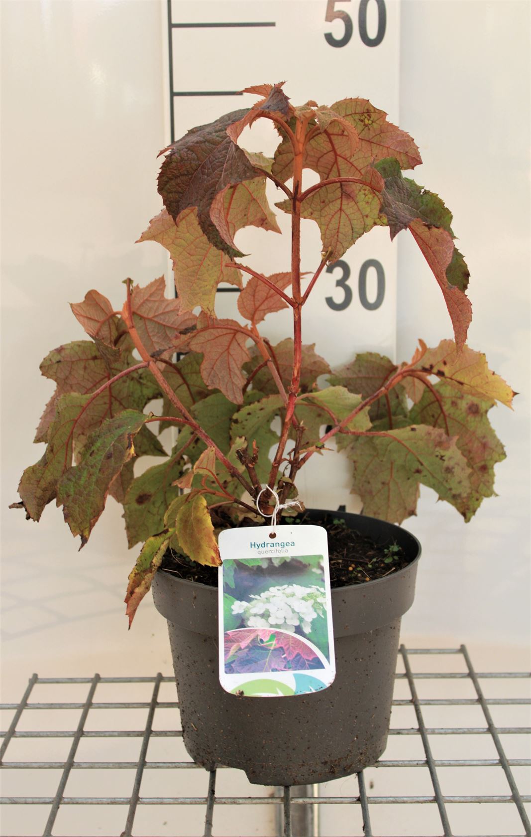 Hydrangea quercifolia - pot - 30-40 cm