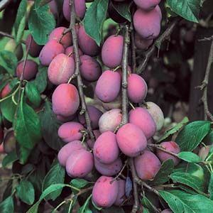 Prunus domestica 'Victoria' - pot - semi-stem tree