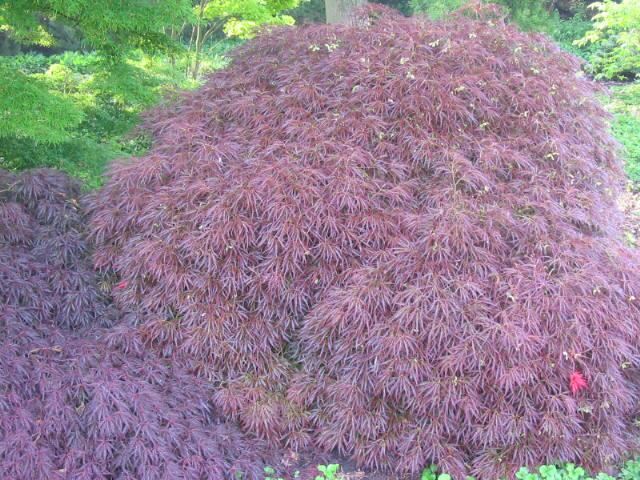 Plantenfiche-Acer-palmatum-Ornatum-