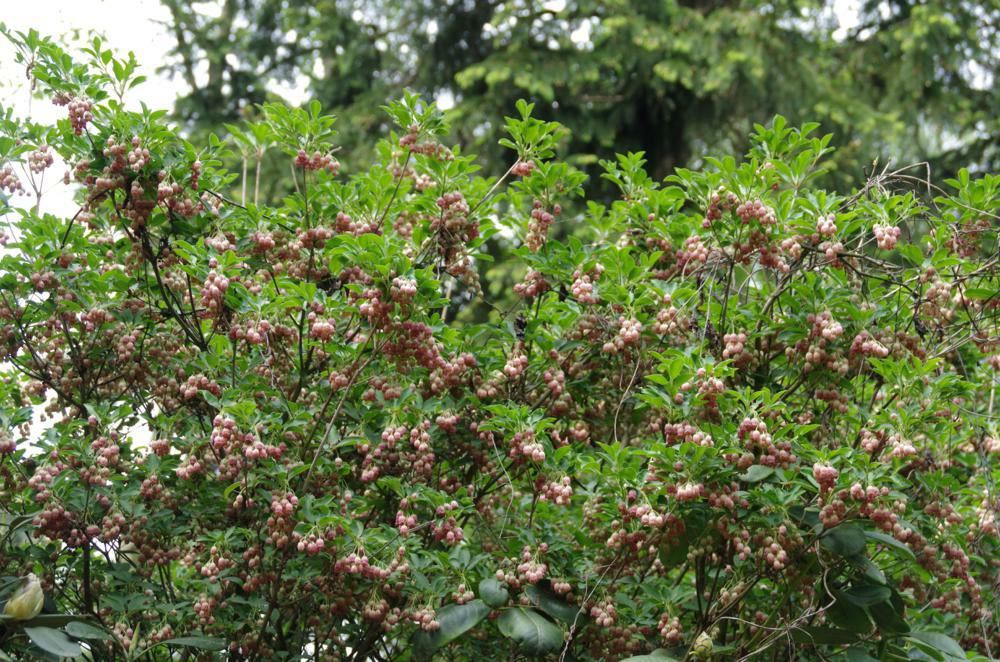 Plantenfiche-Enkianthus-campanulatus