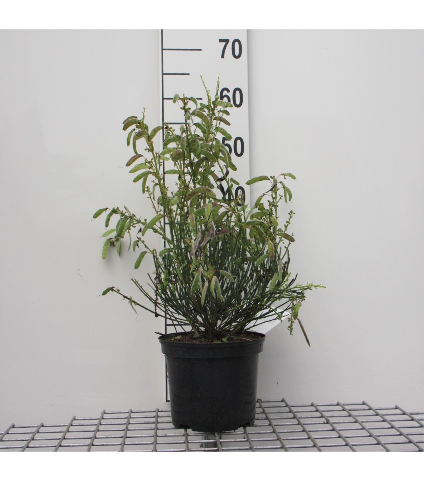Cytisus 'Golden Sunlight' - pot - 40-60 cm