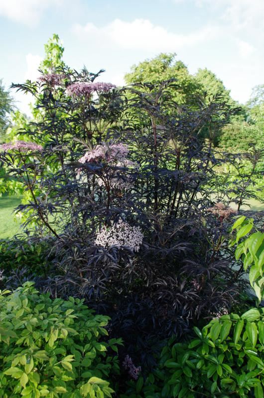 Plantenfiche-Sambucus-nigra-Eva-Black-Lace-