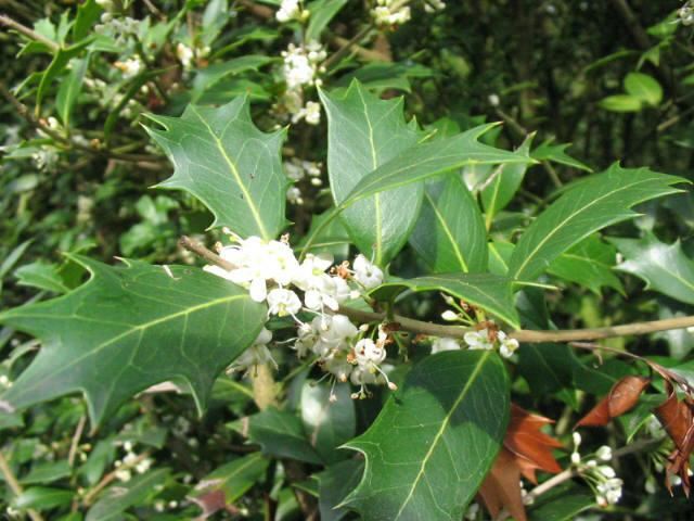 Plantenfiche-Osmanthus-heterophyllus