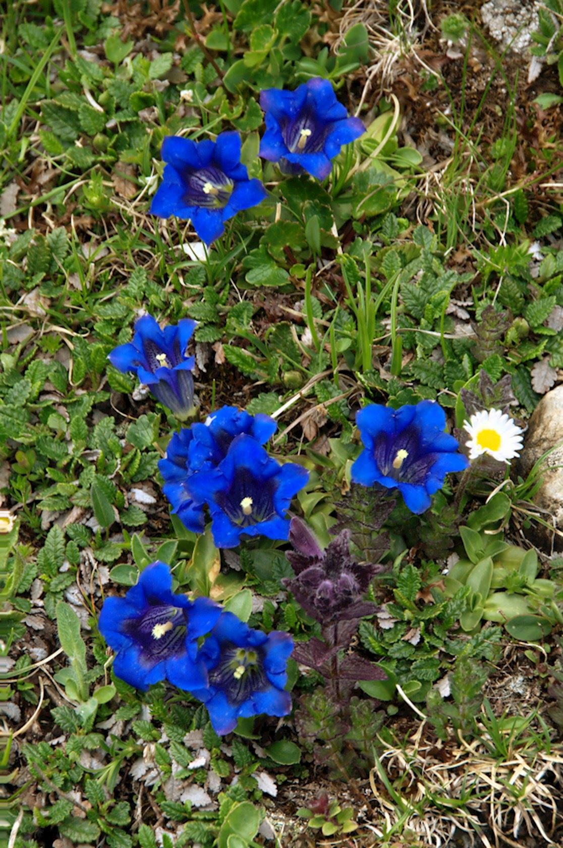 Plantenfiche-Gentiana-acaulis
