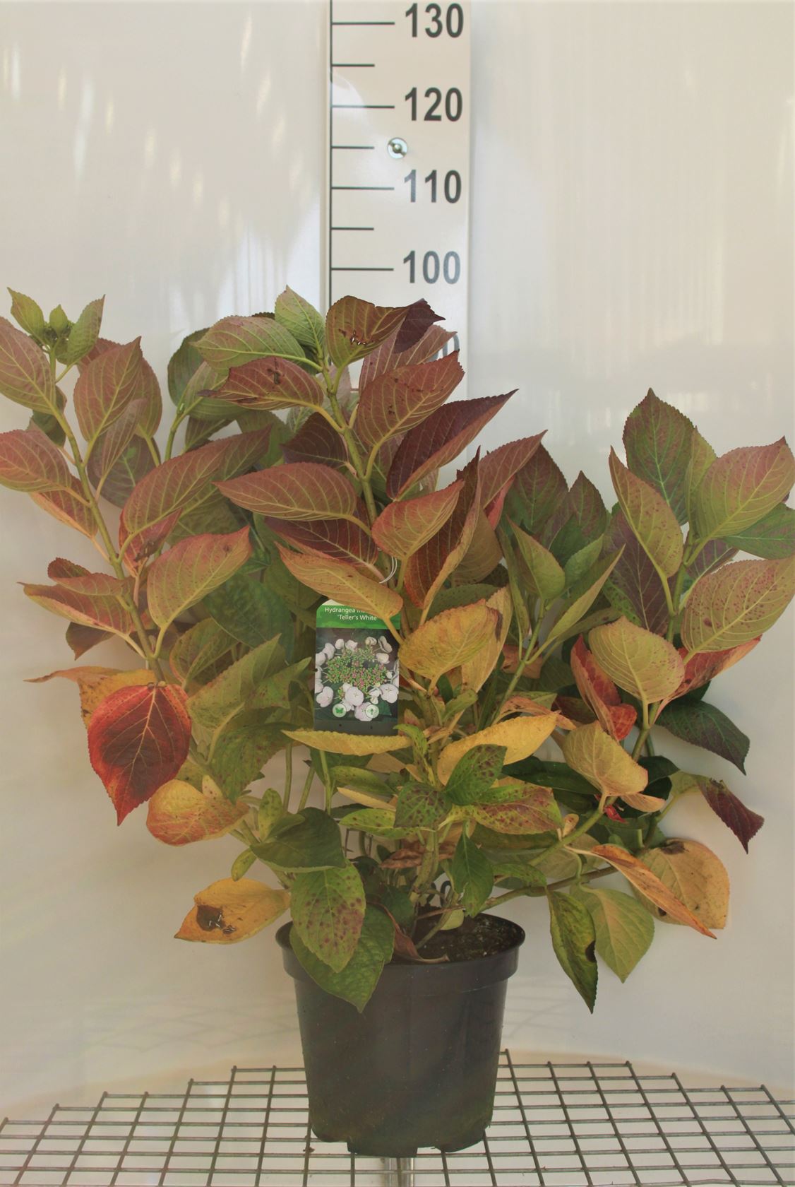 Hydrangea macrophylla 'Libelle' - pot 10L - 40-60 cm