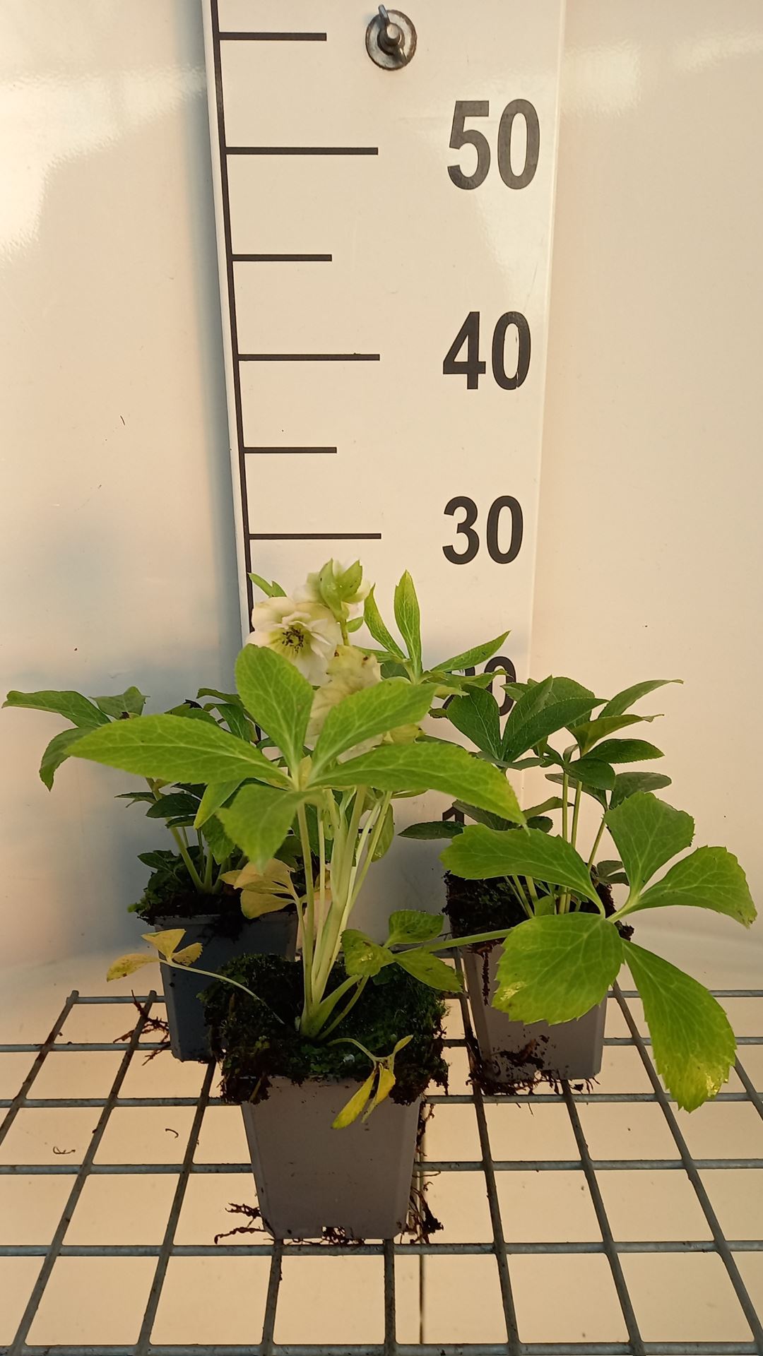 Helleborus orientalis 'Double Ellen Picotee' - pot 9x9 cm