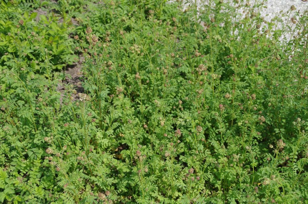 Plantenfiche-Sanguisorba-minor-Kleine-pimpernel-