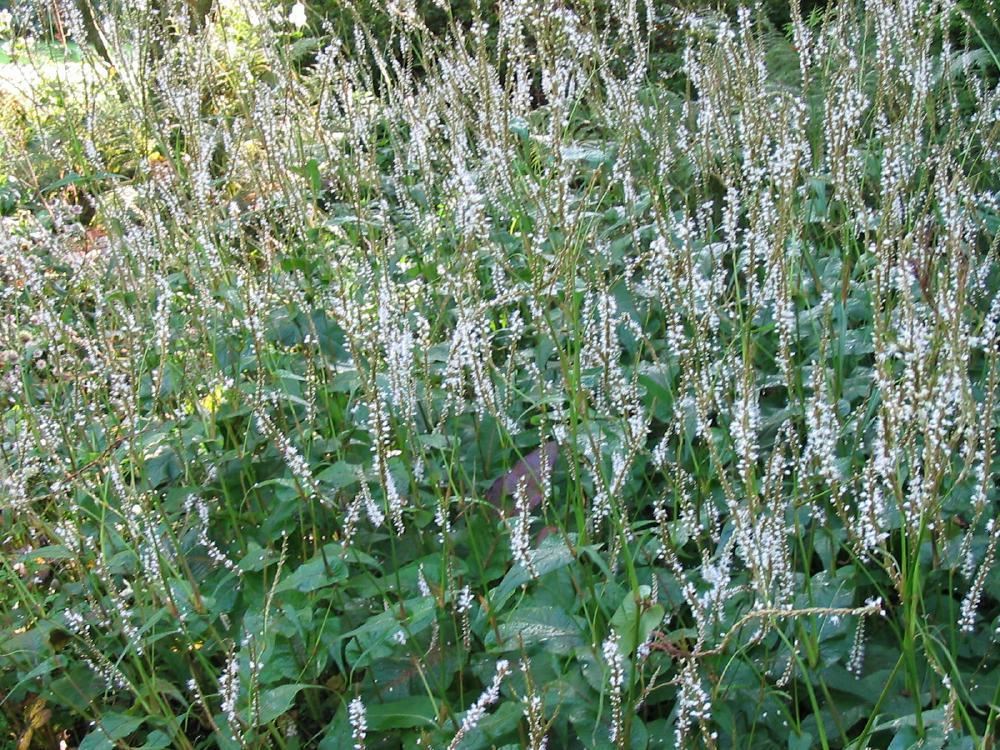 Plantenfiche-Persicaria-amplexicaulis-Alba-