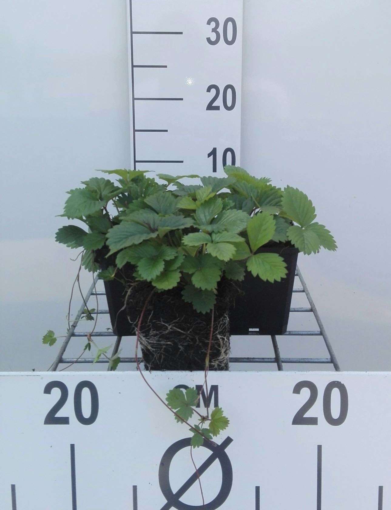 Wild strawberry - pot 9x9 cm (Fragaria vesca)