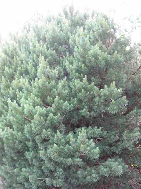 Plantenfiche-Pinus-sylvestris-Watereri-