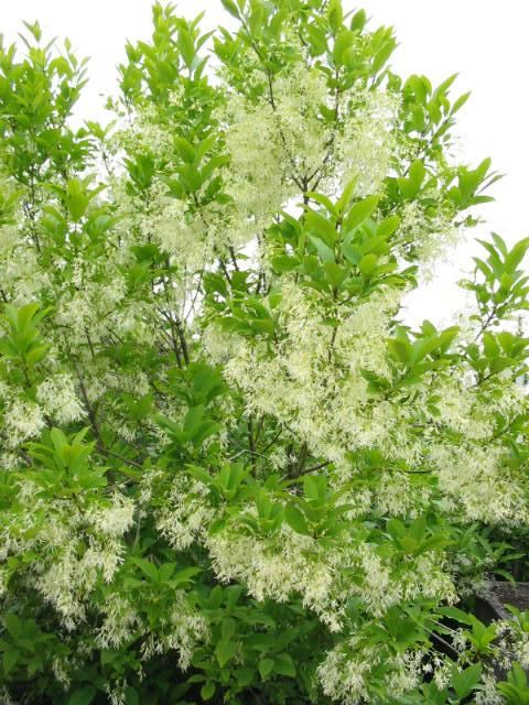 Plantenfiche-Chionanthus-virginicus