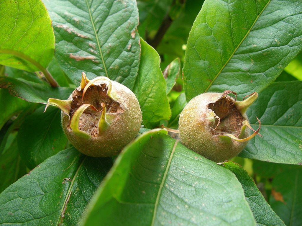 Mespilus germanica - bare root - semi-stem tree