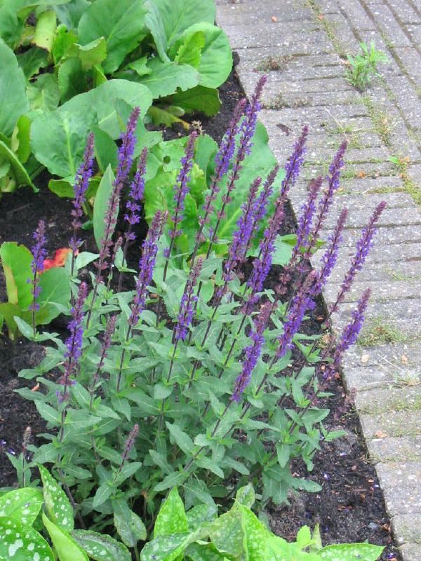 Plantenfiche-Salvia-nemorosa-Caradonna-