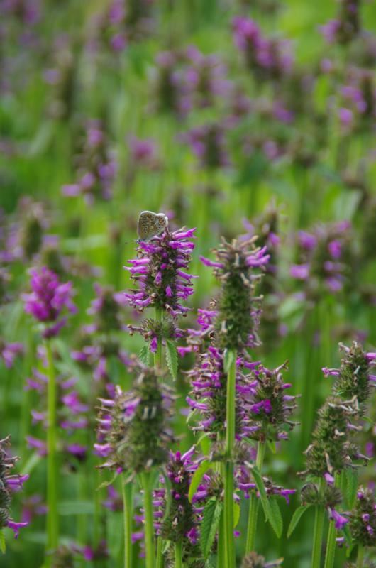 Plantenfiche-Stachys-officinalis-Hummelo-