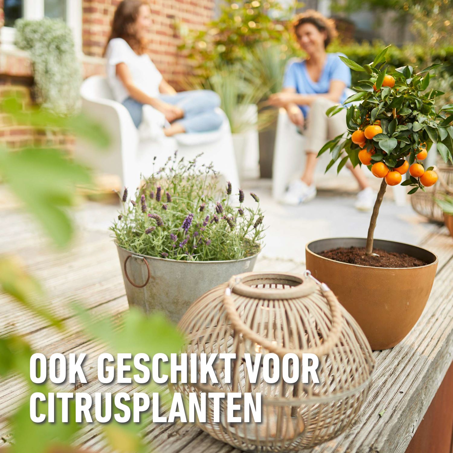 compo-vloeibare-meststof-mediterrane-planten-1-L