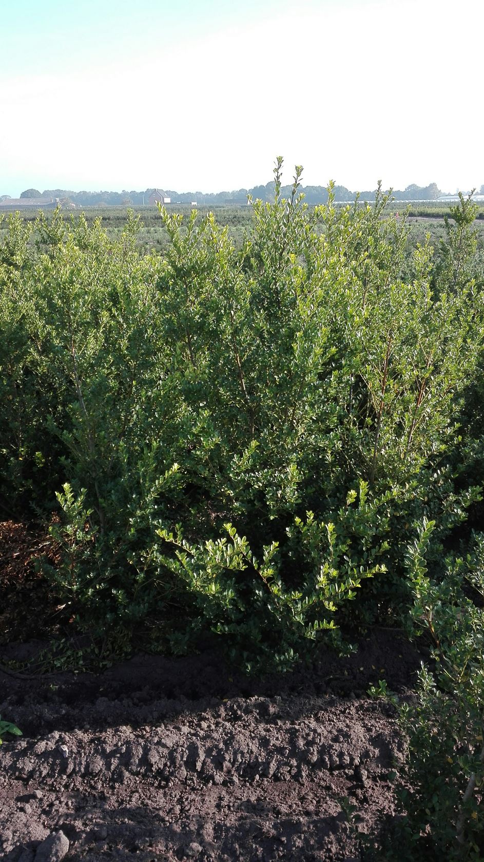 Ilex crenata 'Green Hedge' - motte de terre - 100-125 cm