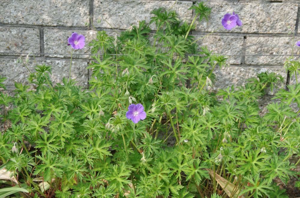 Plantenfiche-Geranium-Orion-