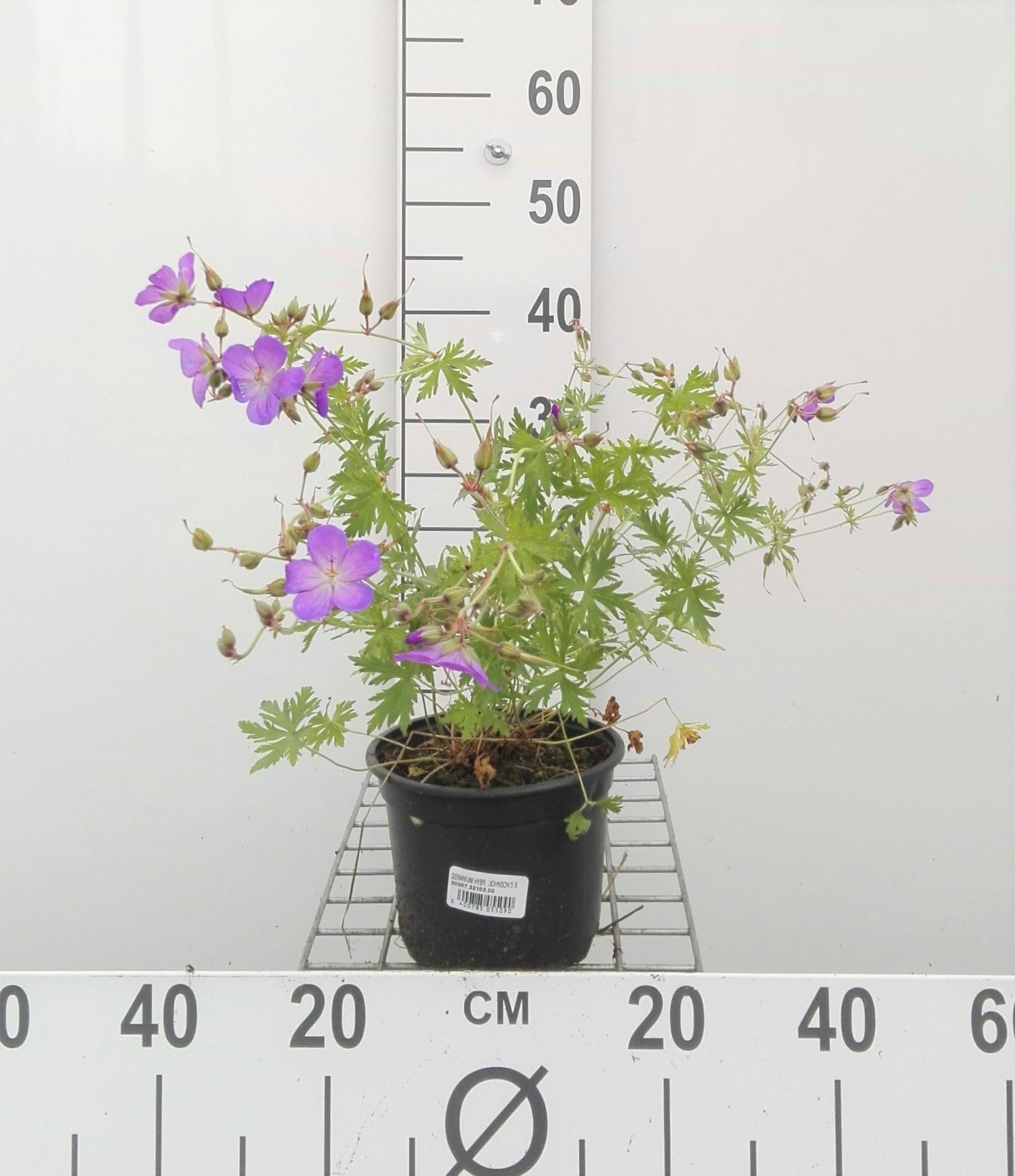 Geranium 'Johnson's Blue' - pot 2L