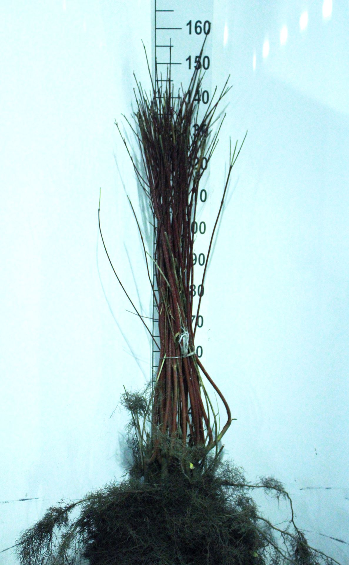 Cornus alba 'Sibirica' - blote wortel - 60-90 cm - 3-5 takken