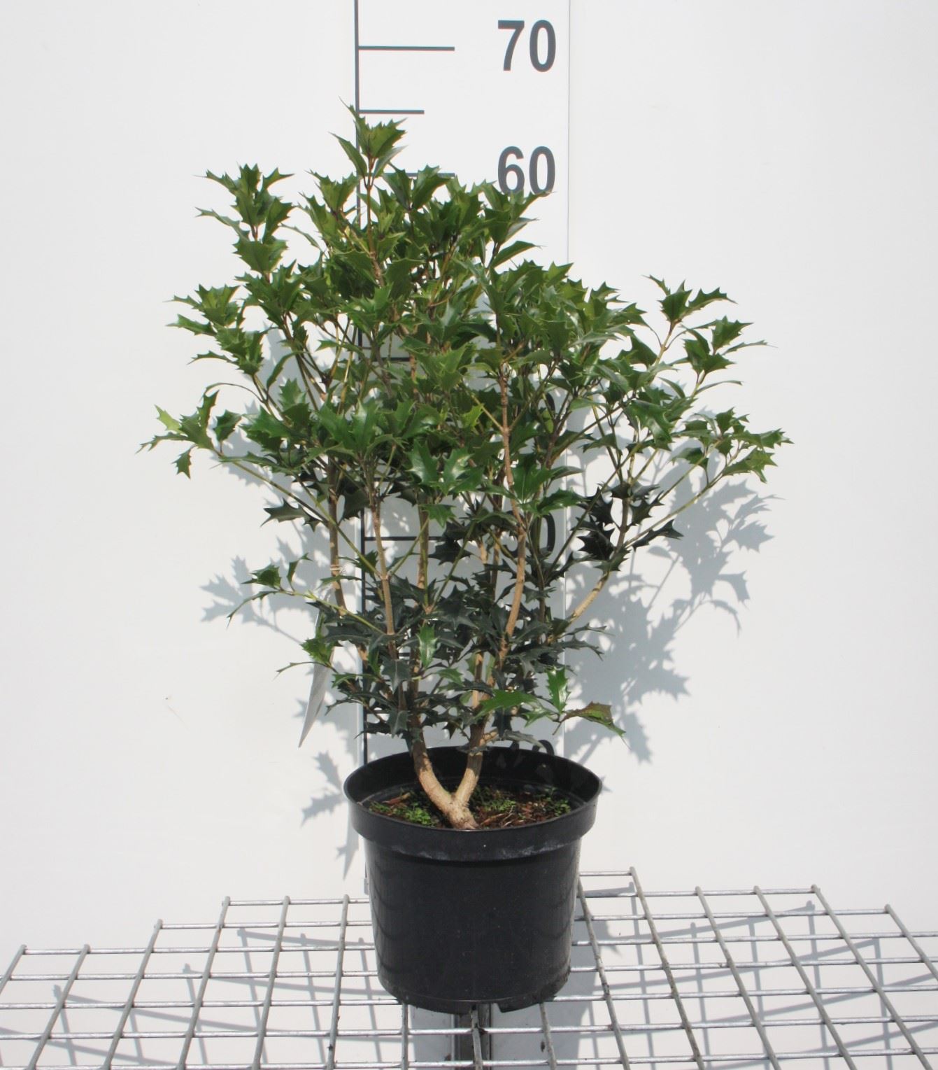 Osmanthus heterophyllus - pot - 40-60 cm - struik