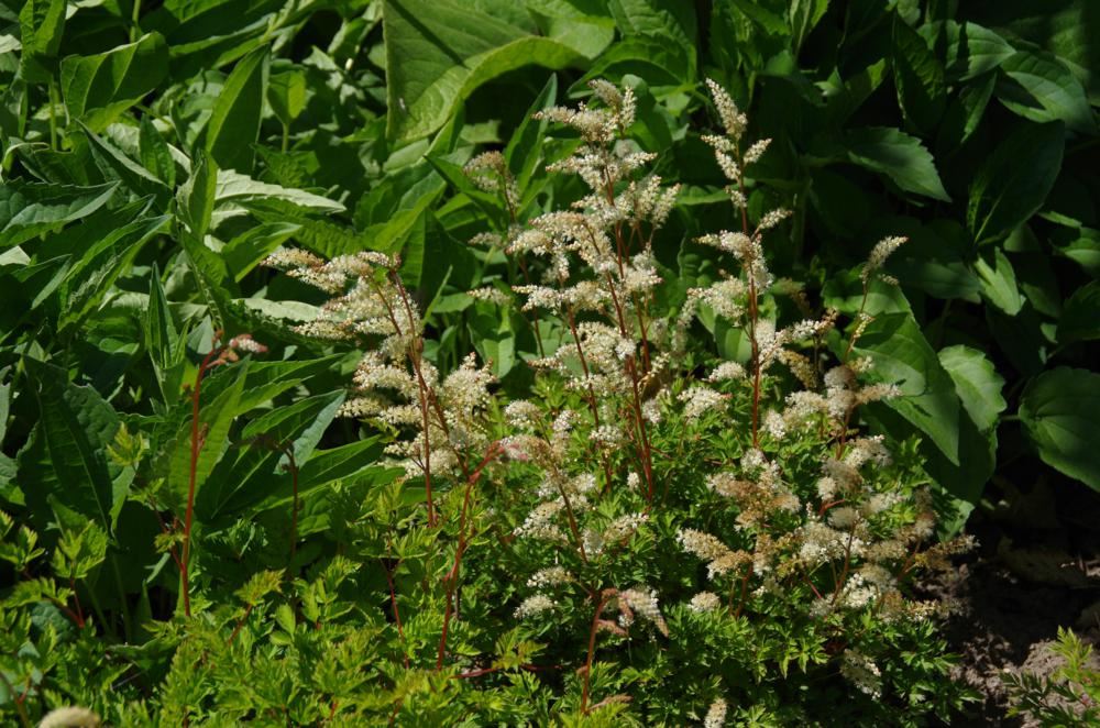 Plantenfiche-Aruncus-aethusifolius
