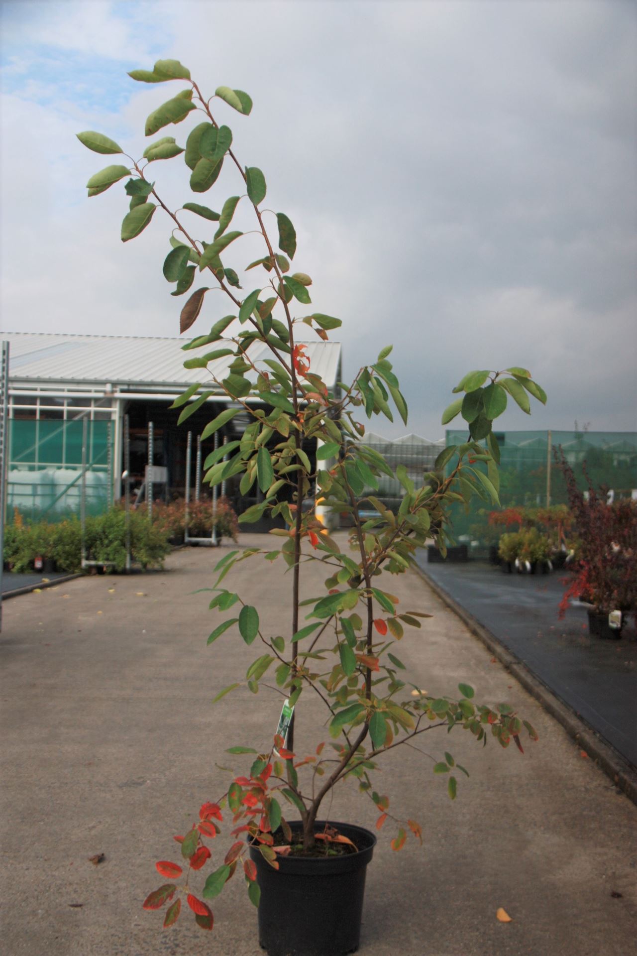 Amelanchier lamarckii - pot 10L - 80-100 cm