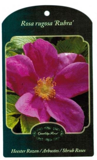 Rosa rugosa 'Rubra' - pot - 40-60 cm