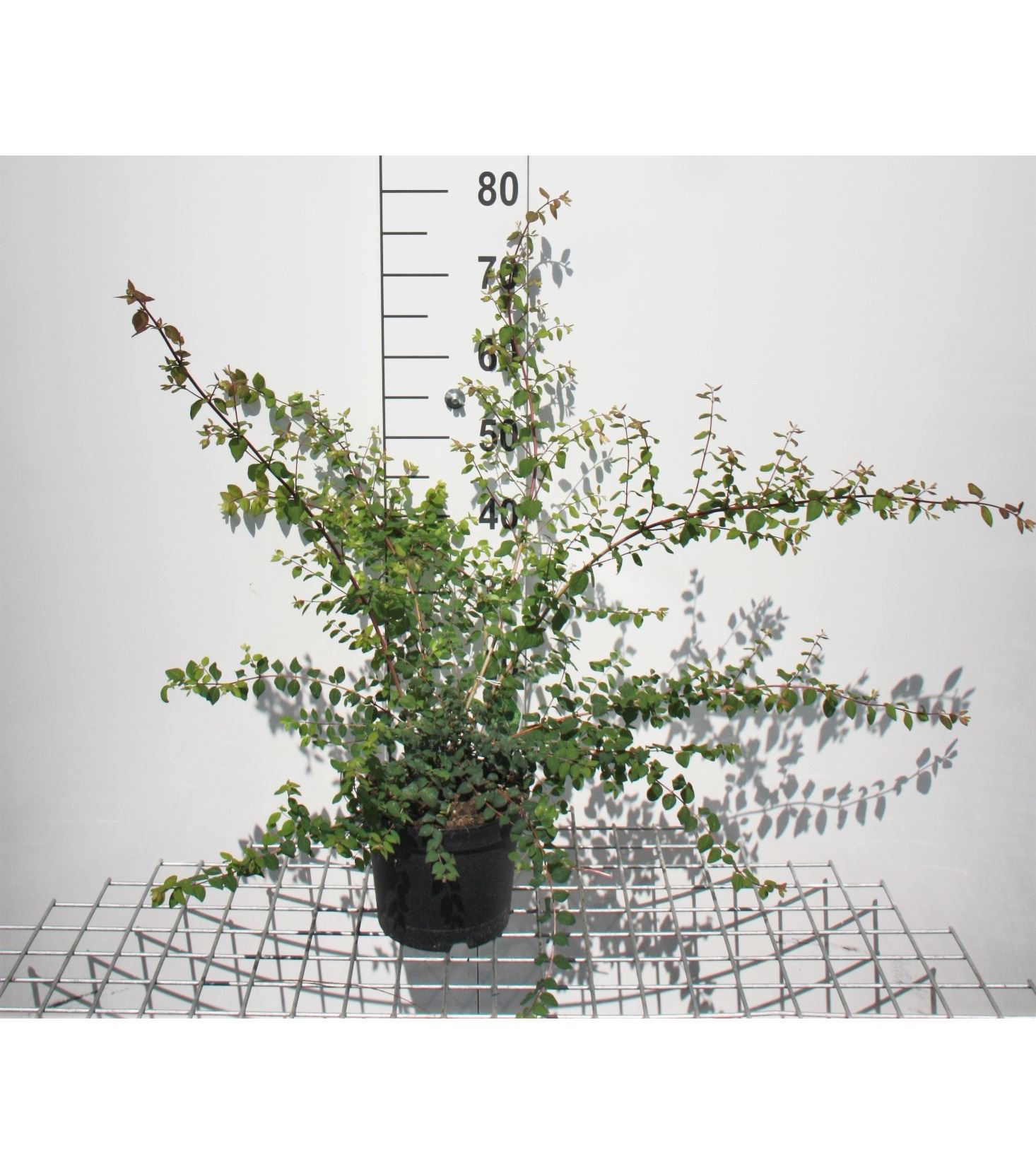 Symphoricarpos x chenaultii 'Hancock' - pot 3L - 50-60 cm