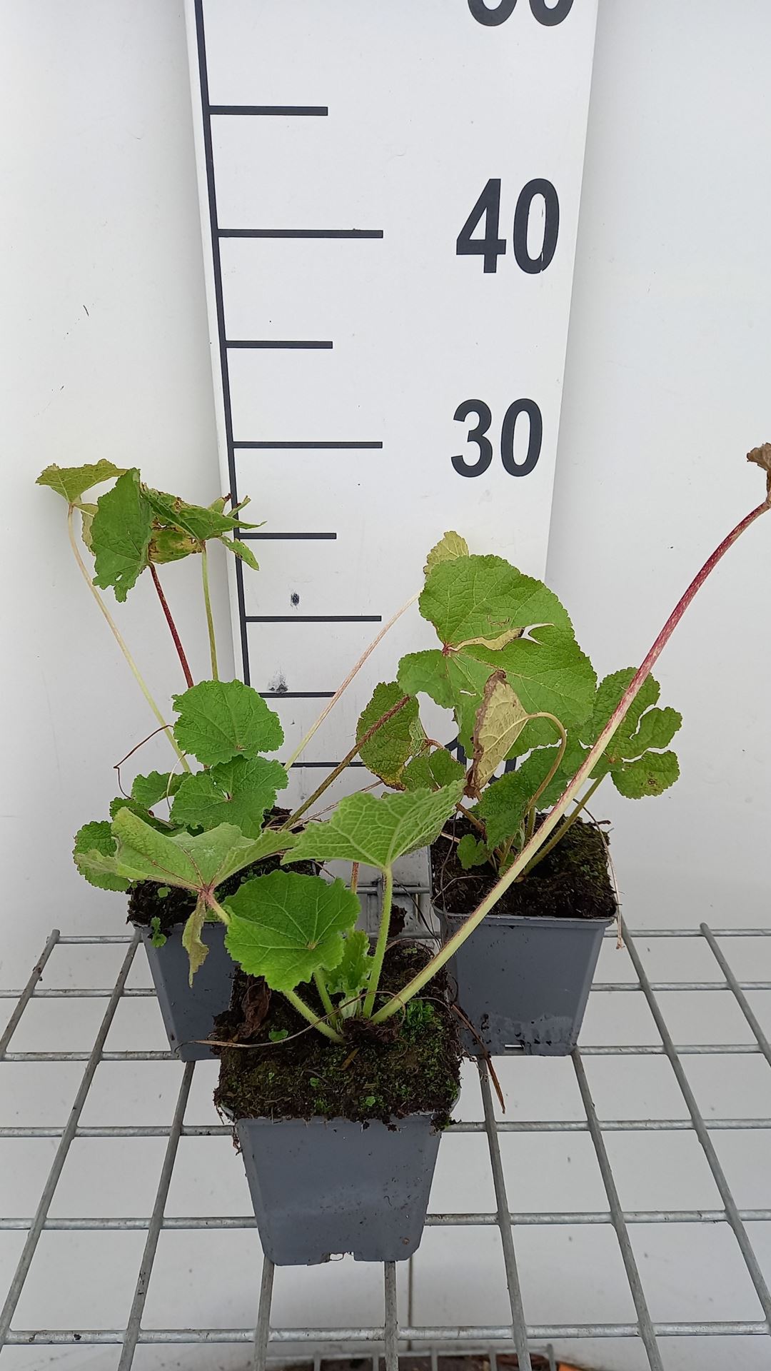 Alcea rosea 'Charters Rosa' - pot 9x9 cm