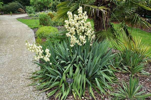 Yucca filamentosa - pot 9x9 cm