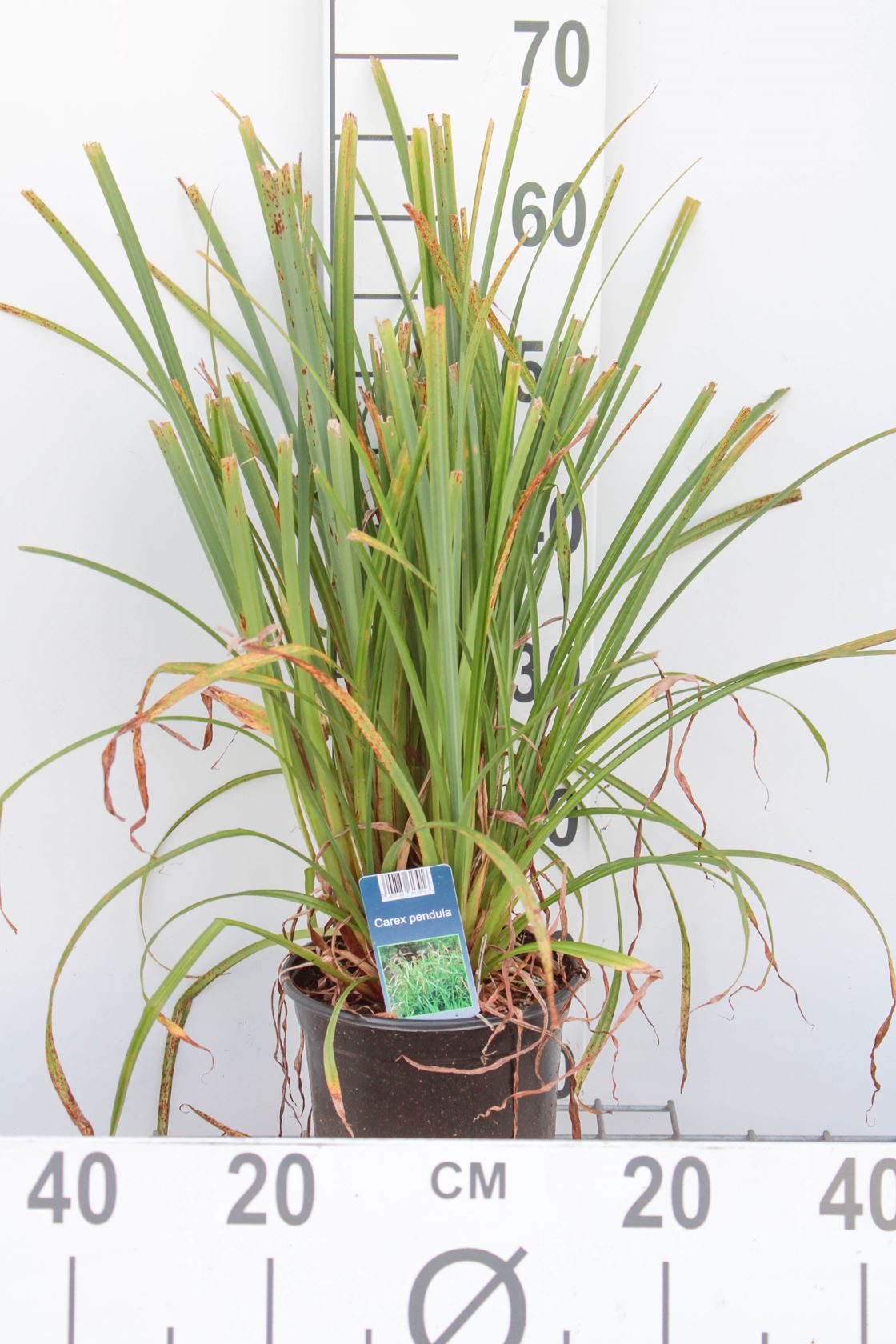 Carex pendula - pot 3L
