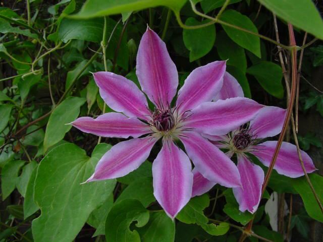 Plantenfiche-Clematis-Nelly-Moser-