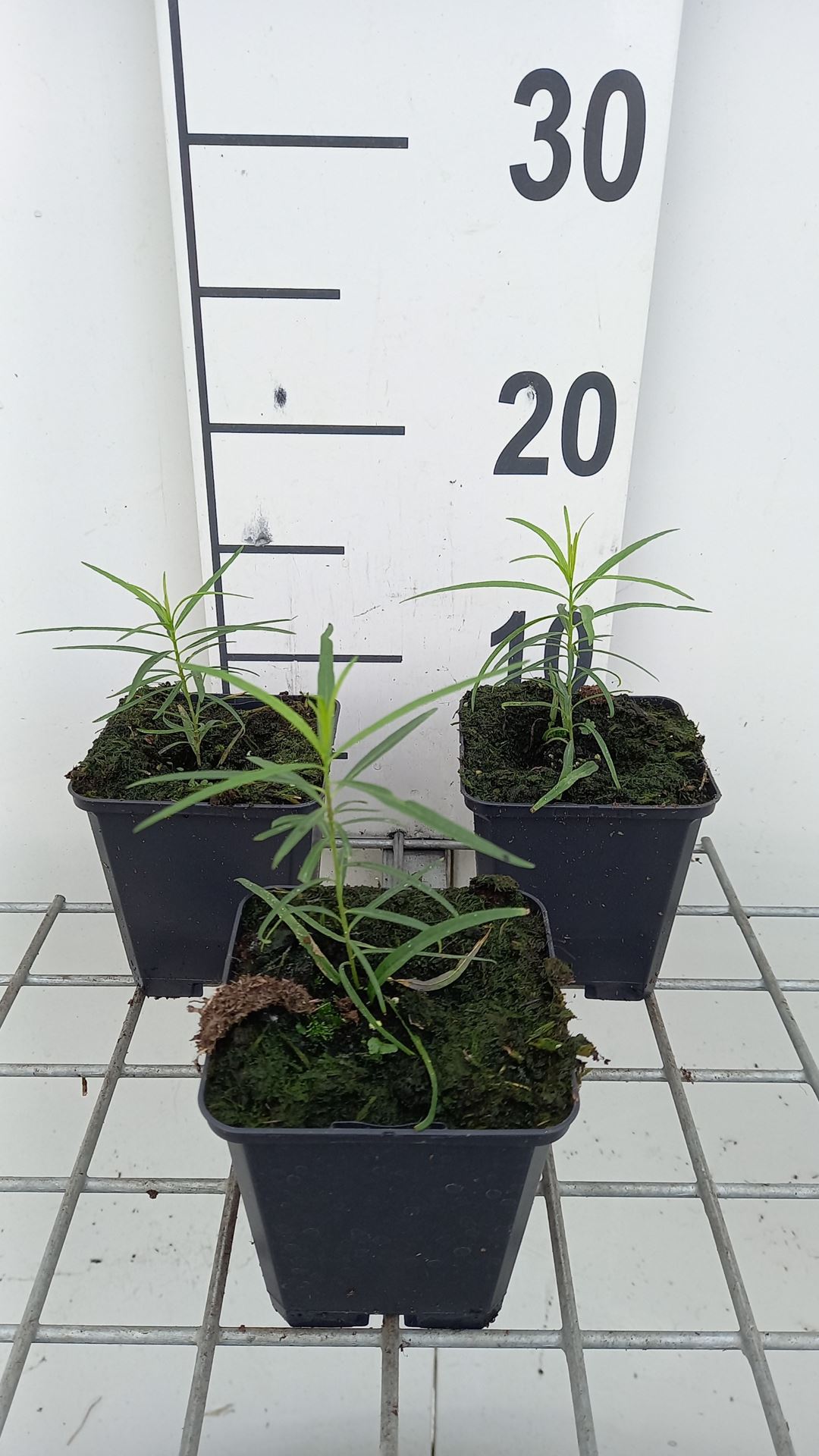 Amsonia hubrichtii - pot 9x9 cm