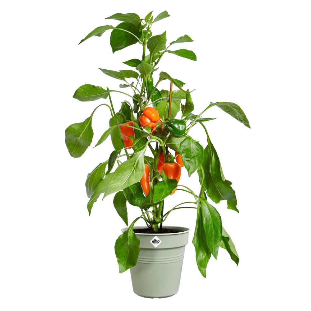 green-basics-kweekpot-35cm-steengroen