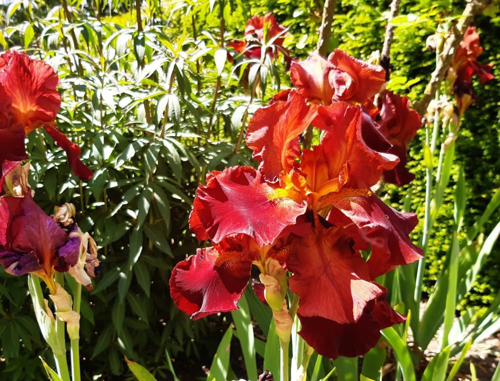 Plantenfiche-Iris-Sultan-s-Palace-