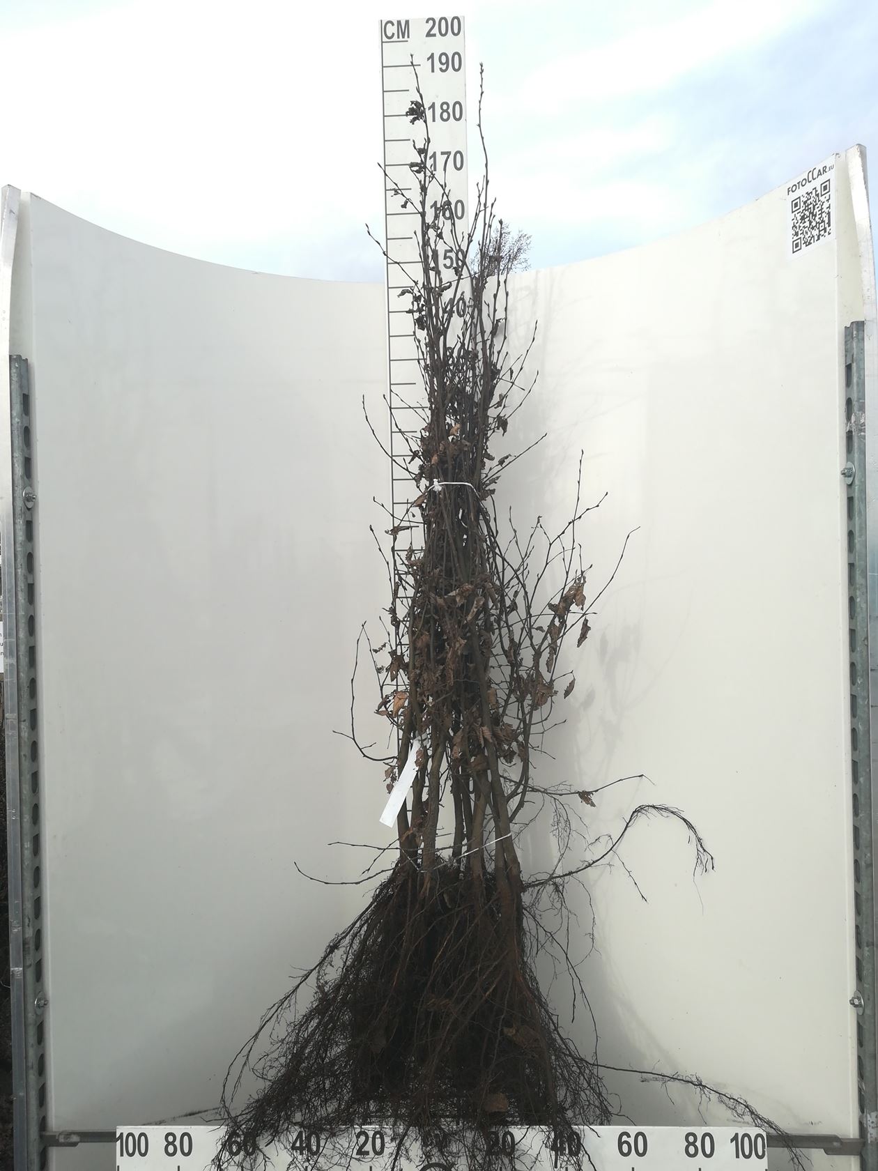 Carpinus betulus - bare root - 125-150 cm - 1+2 (age code)